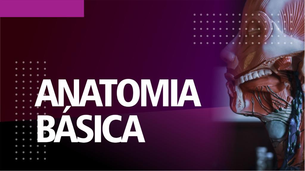 ANATOMIA BÁSICA